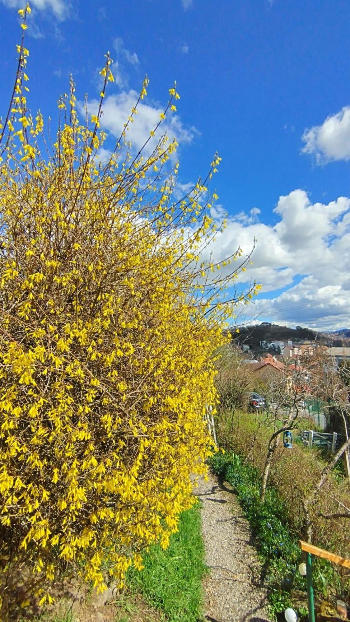 Villa Kuschmann Brasov Bagian luar foto