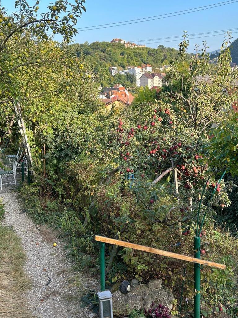 Villa Kuschmann Brasov Bagian luar foto