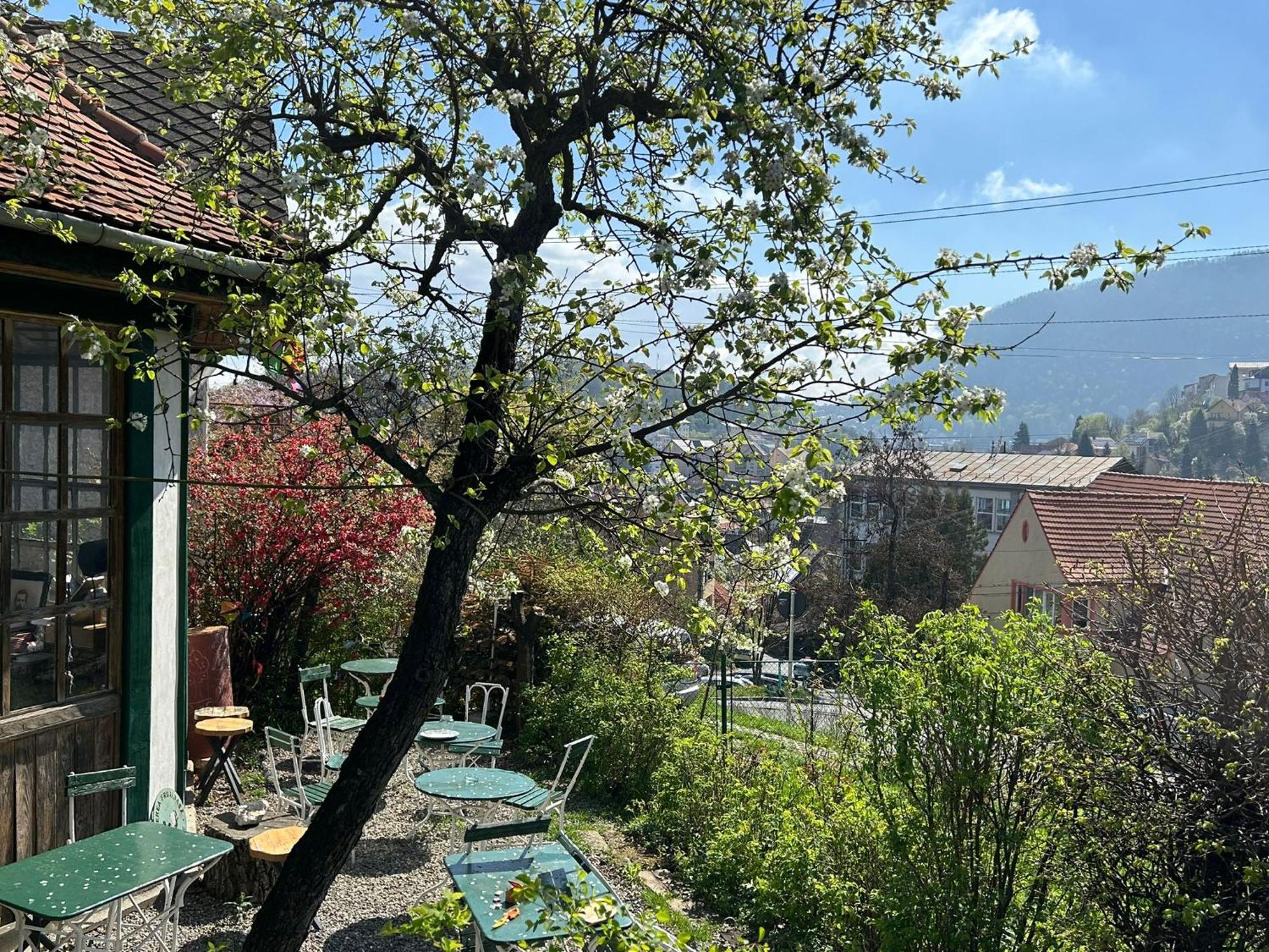 Villa Kuschmann Brasov Bagian luar foto