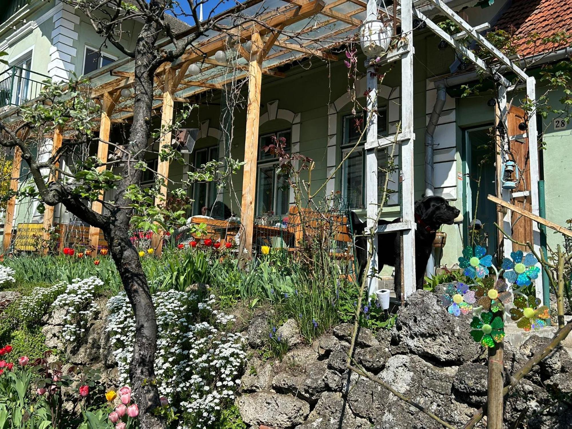 Villa Kuschmann Brasov Bagian luar foto